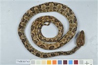 藏品(龜殼花)的圖片